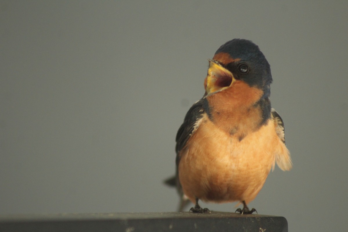 Barn Swallow - ML620644184