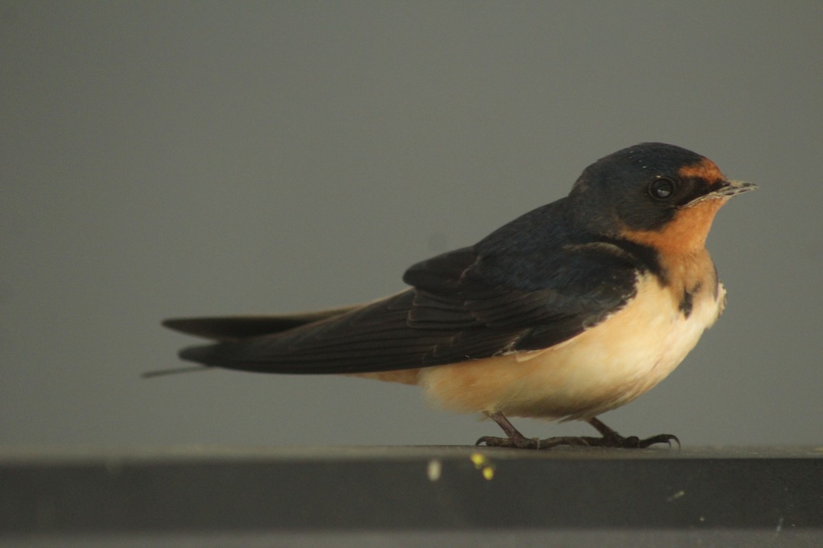 Barn Swallow - ML620644185