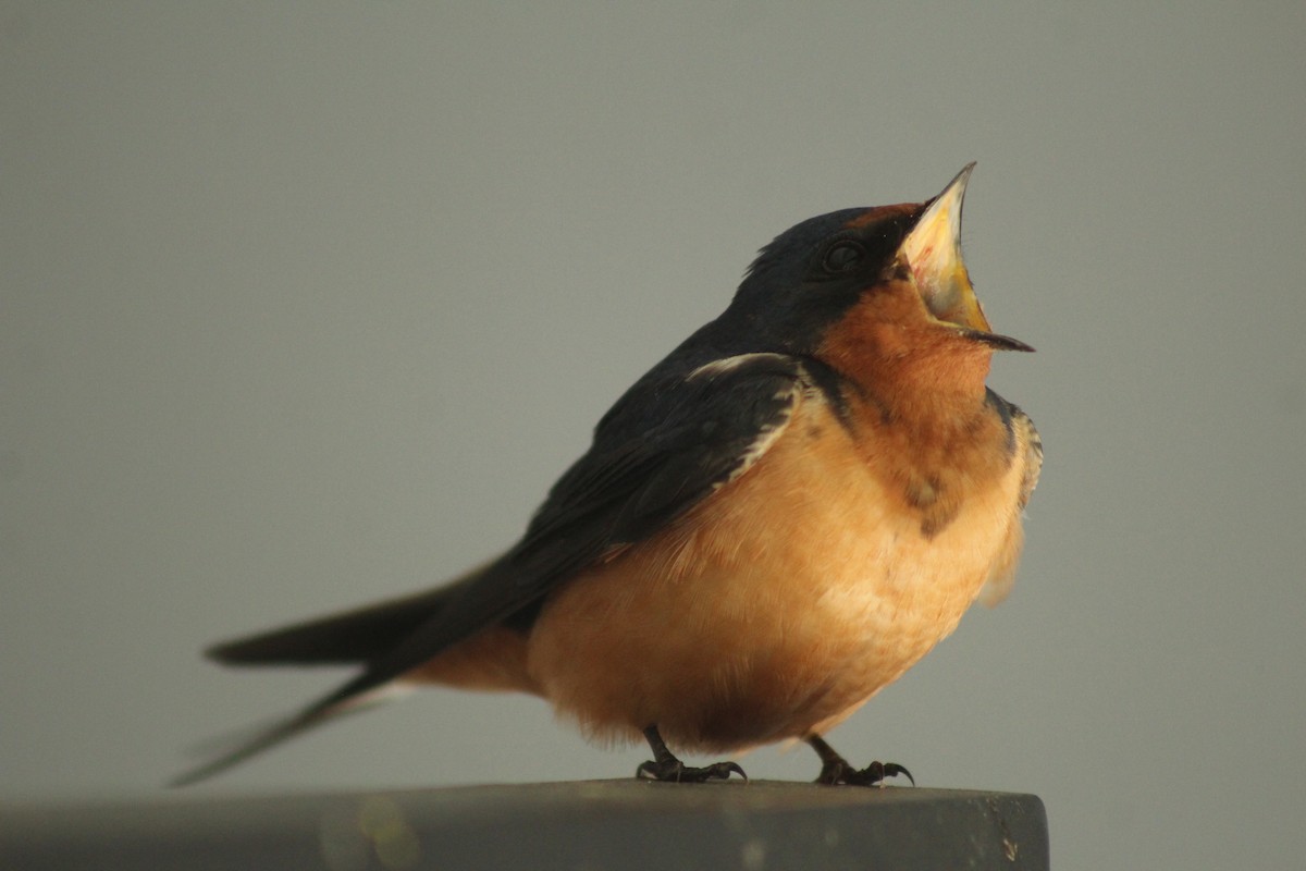 Barn Swallow - ML620644186