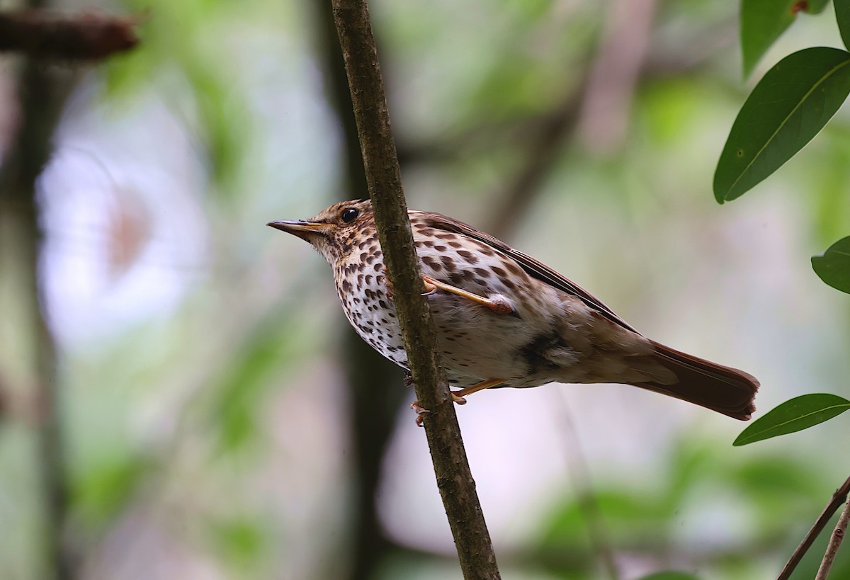 Song Thrush - ML620644187