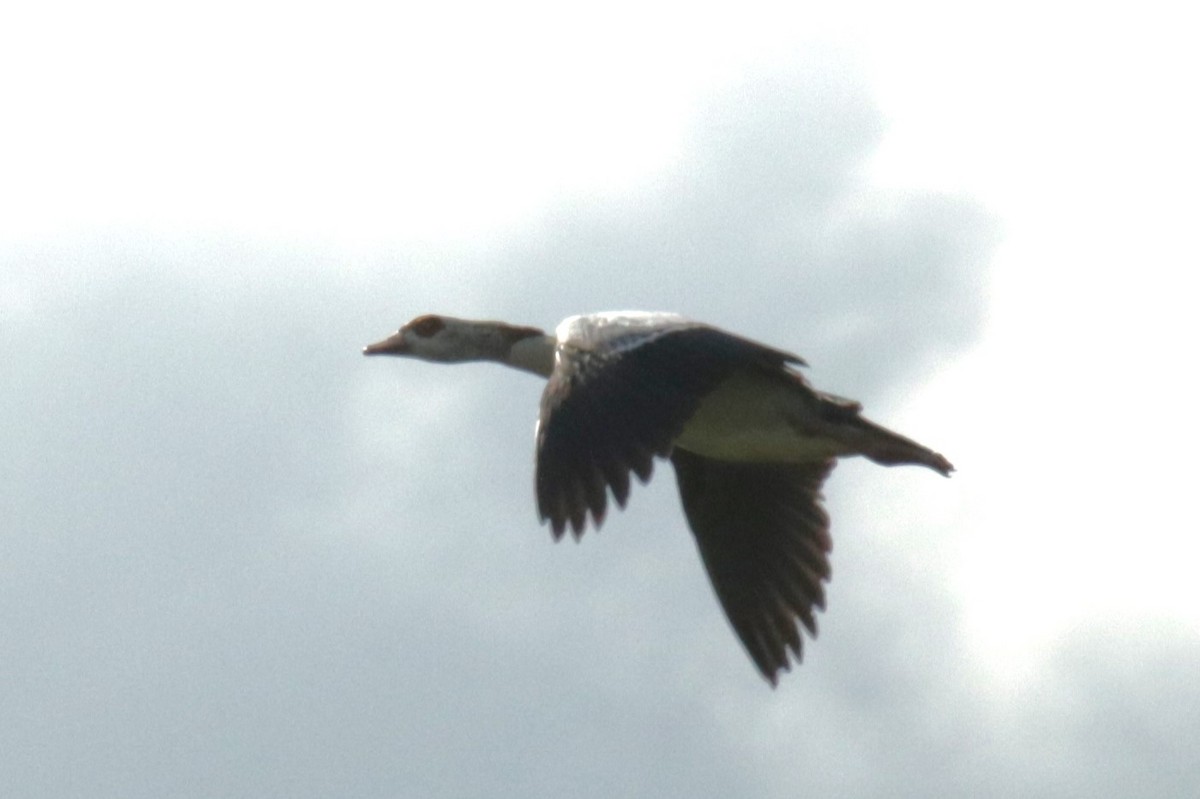 Egyptian Goose - ML620644188