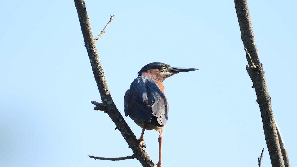 Green Heron - Andy Buchsbaum