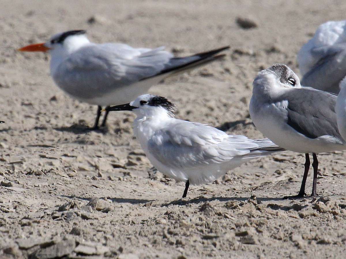 Sandwich Tern - ML620644190