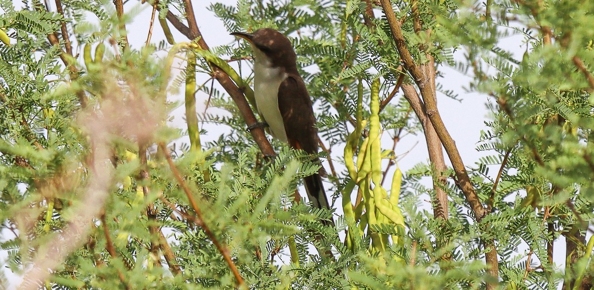 Yellow-billed Cuckoo - ML620644191