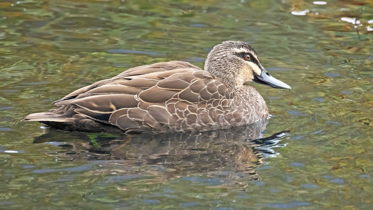 Canard à sourcils - ML620644193