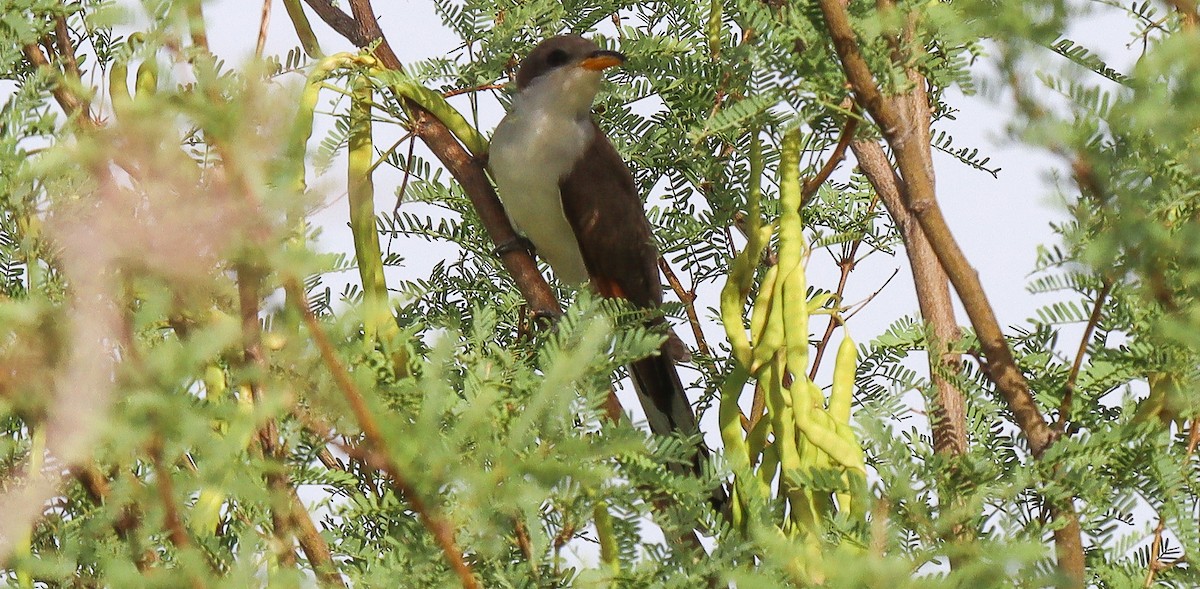 Yellow-billed Cuckoo - ML620644195