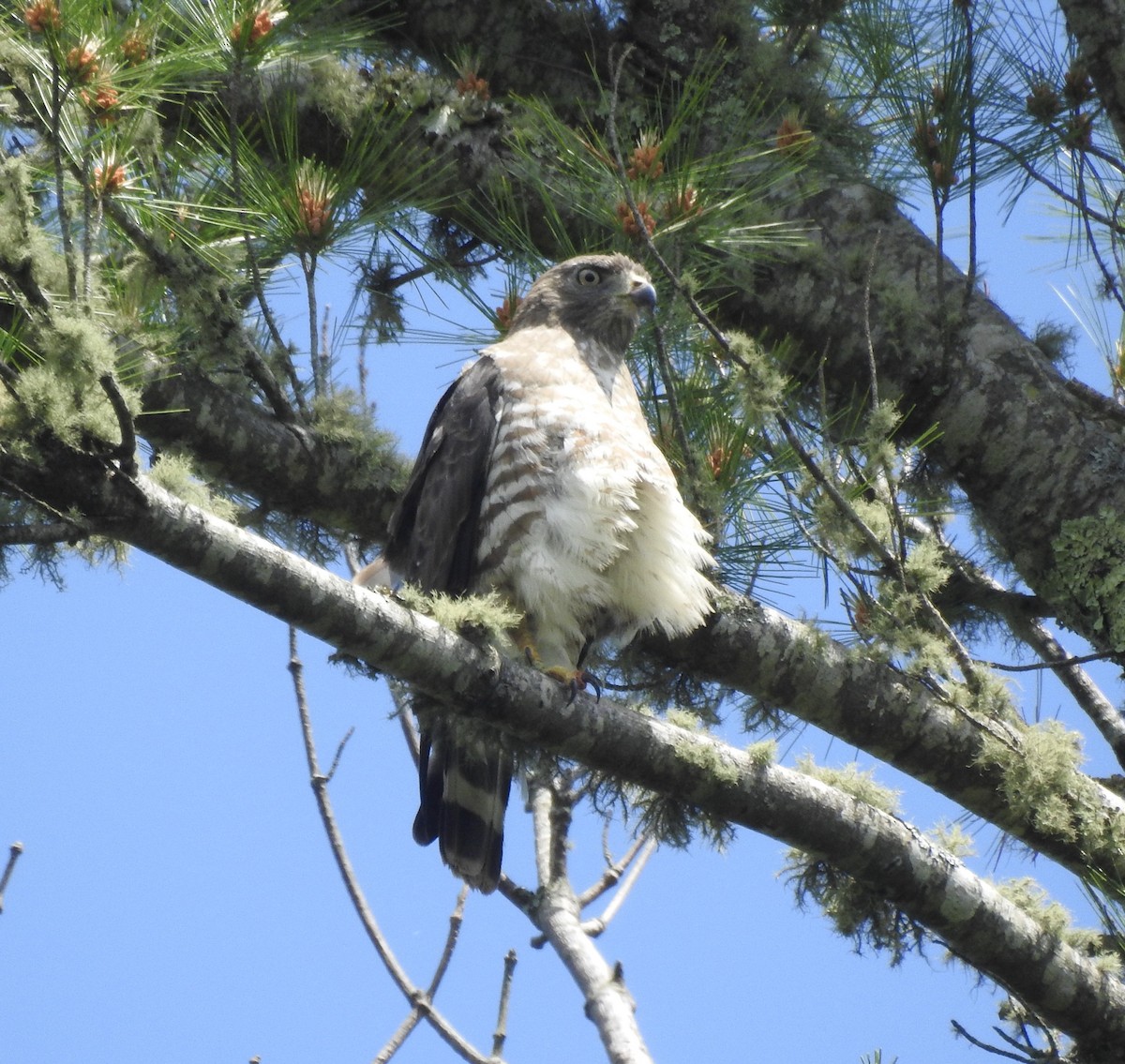 Broad-winged Hawk - ML620644196