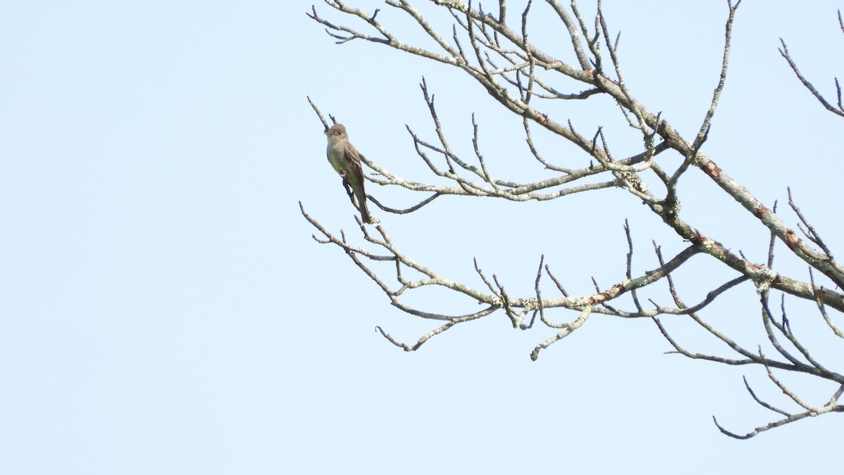 Eastern Wood-Pewee - ML620644203