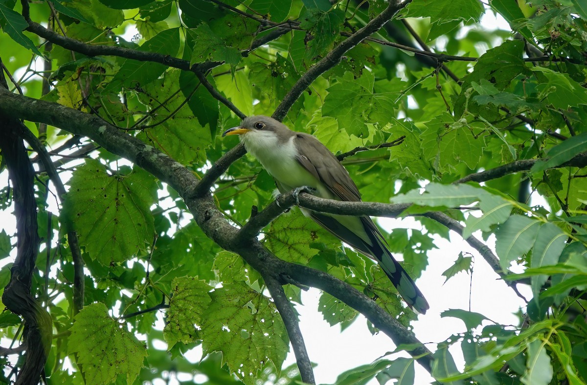 Yellow-billed Cuckoo - ML620644204