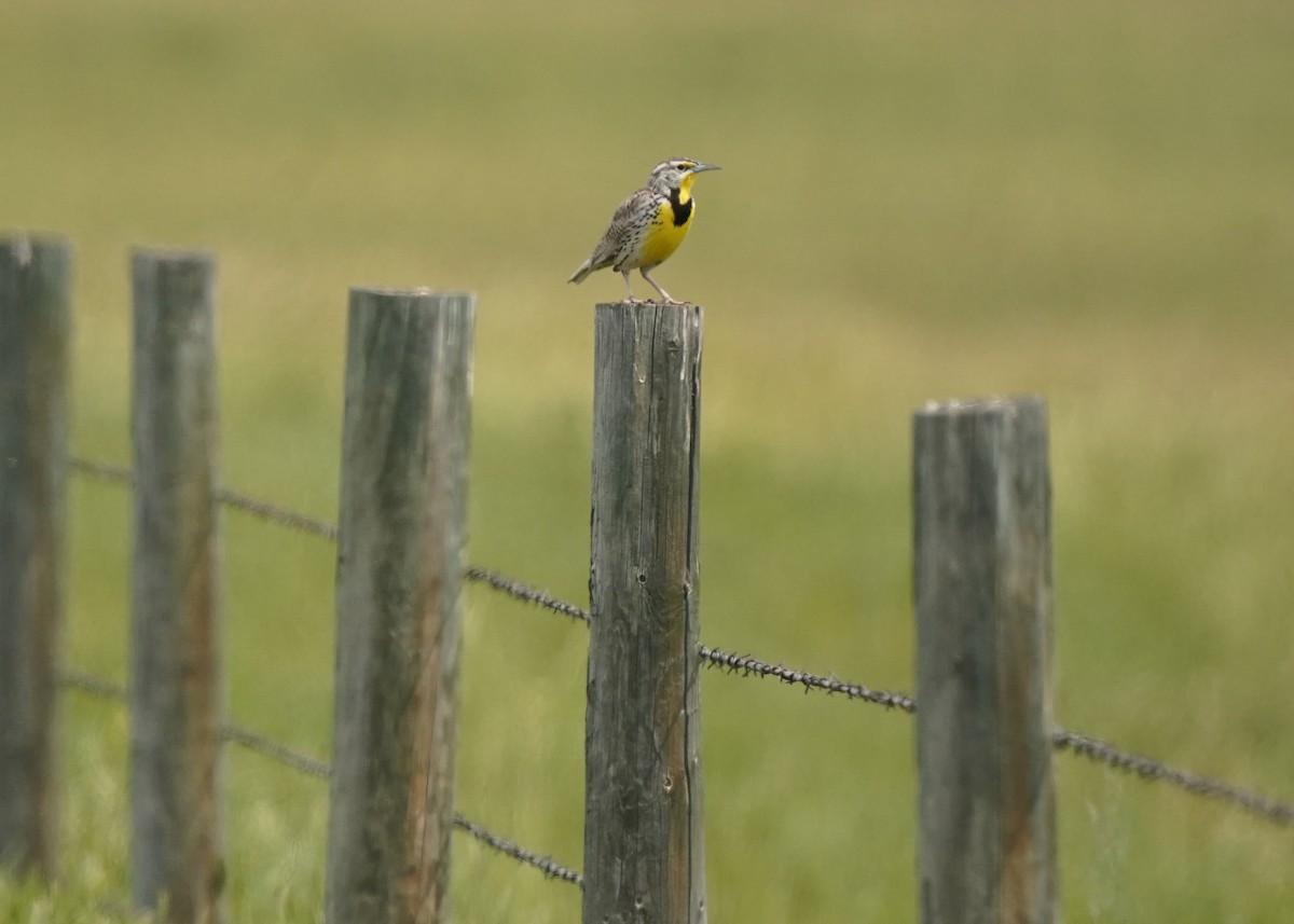 Western Meadowlark - Pam Hardy