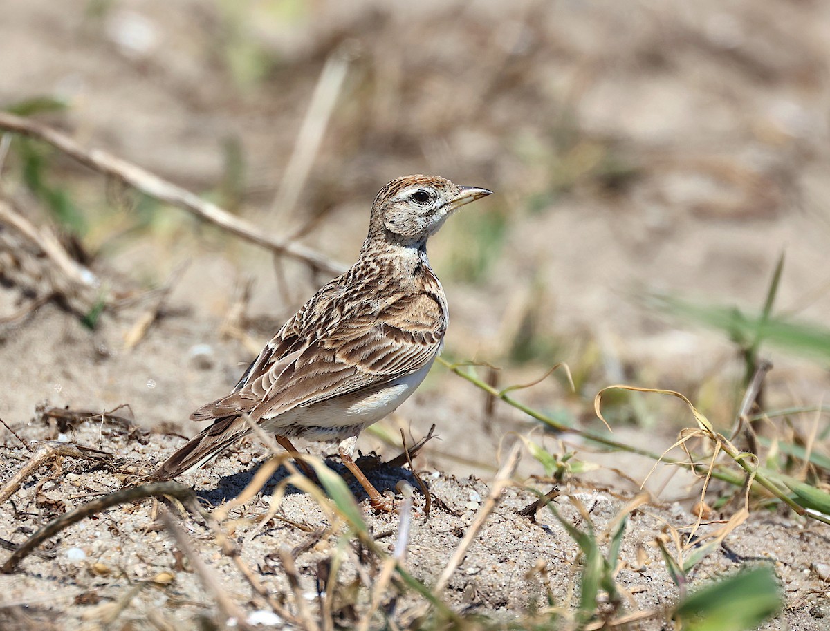 Greater Short-toed Lark - ML620644211