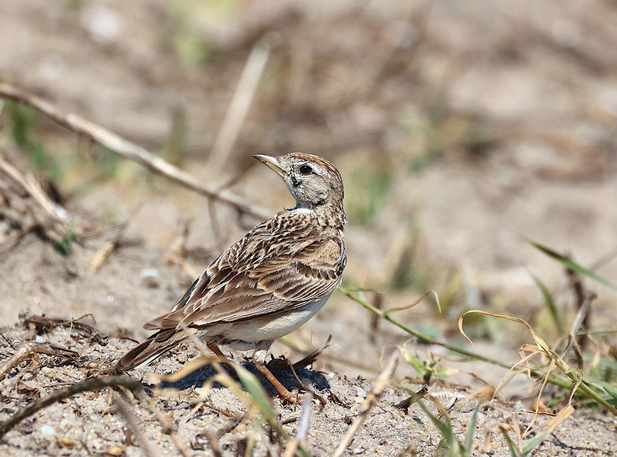 Greater Short-toed Lark - ML620644212