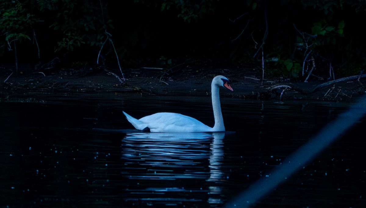 Mute Swan - ML620644214