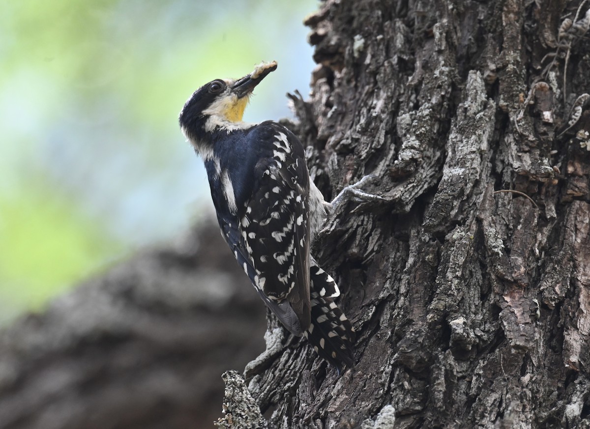 White-fronted Woodpecker - ML620644218