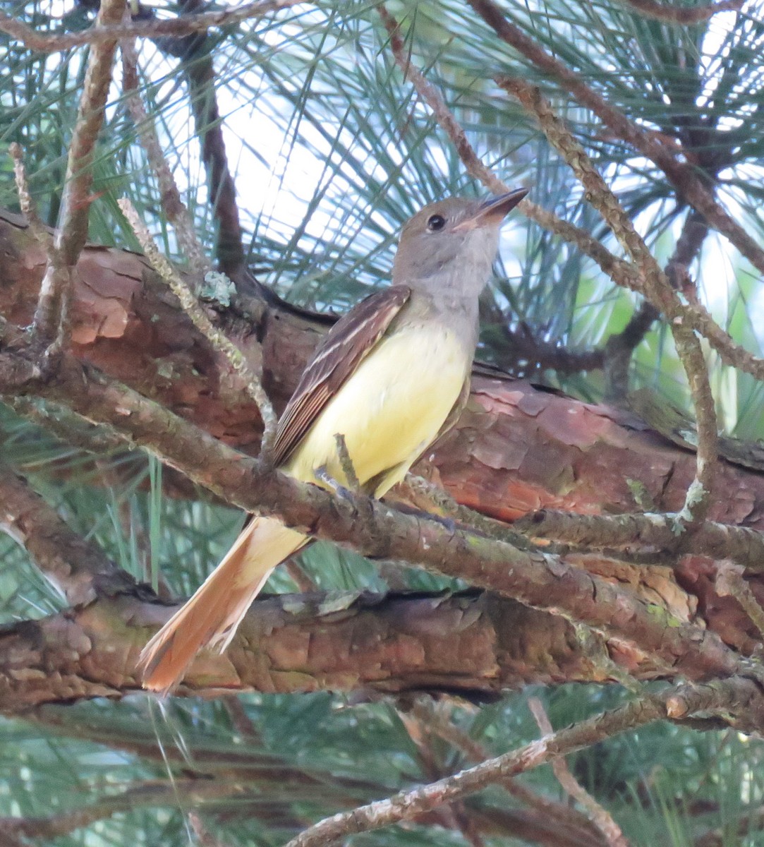 Great Crested Flycatcher - ML620644220