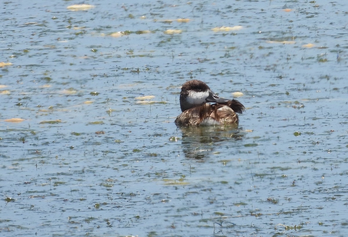 Ruddy Duck - Christine Rowland