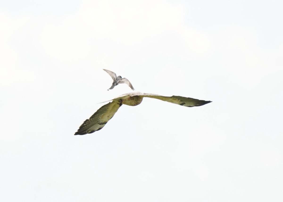 Swainson's Hawk - ML620644225