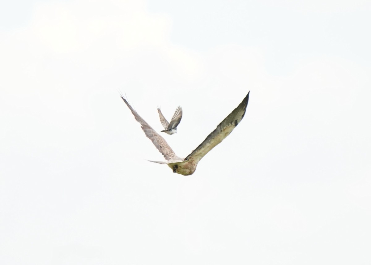 Swainson's Hawk - ML620644226