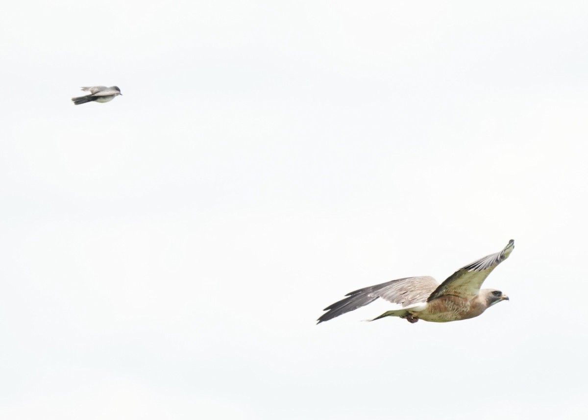 Swainson's Hawk - Pam Hardy