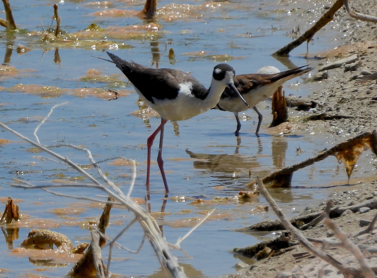 Black-necked Stilt - ML620644229