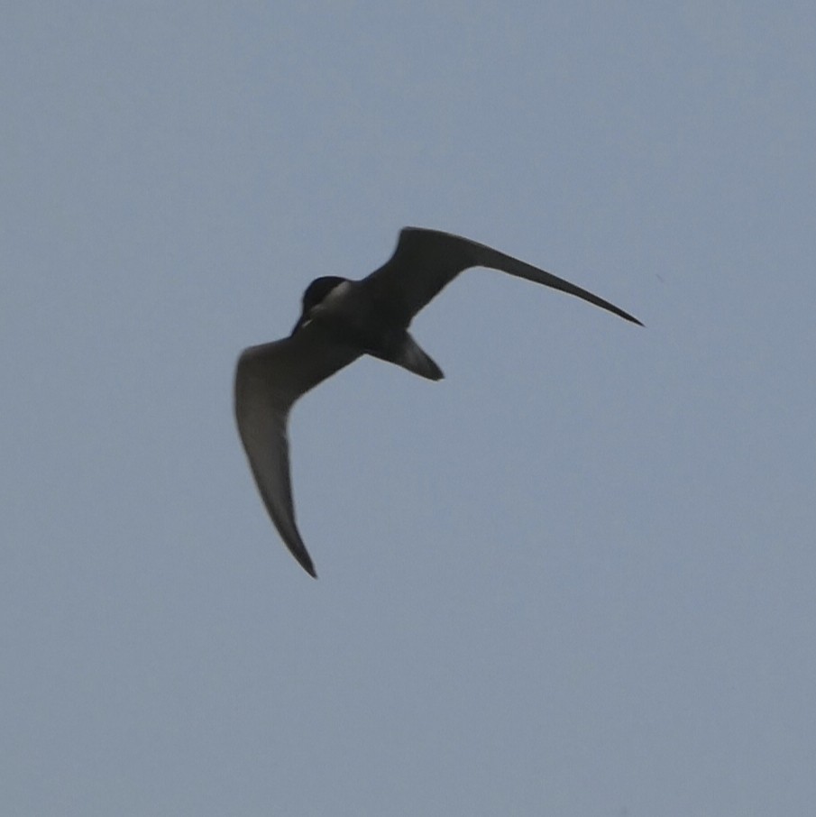 Whiskered Tern - Михаило Тепавчевић