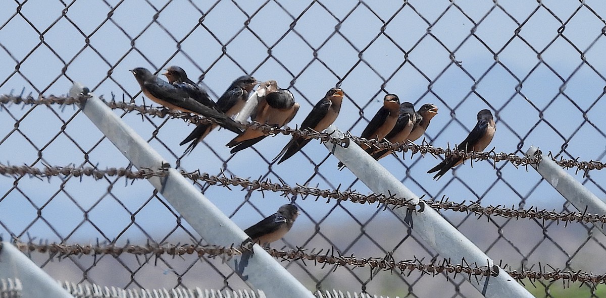 Barn Swallow - ML620644232