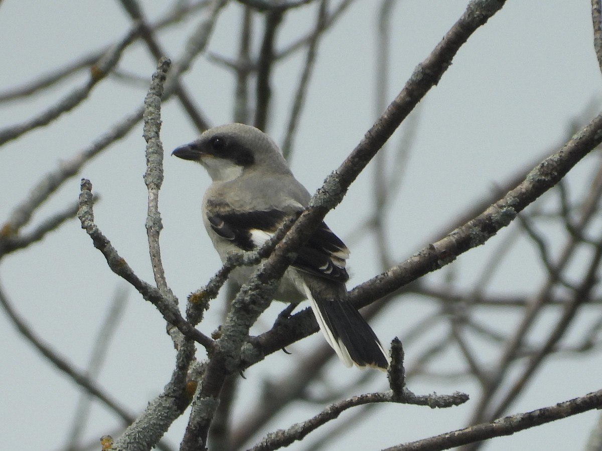 Loggerhead Shrike - ML620644233