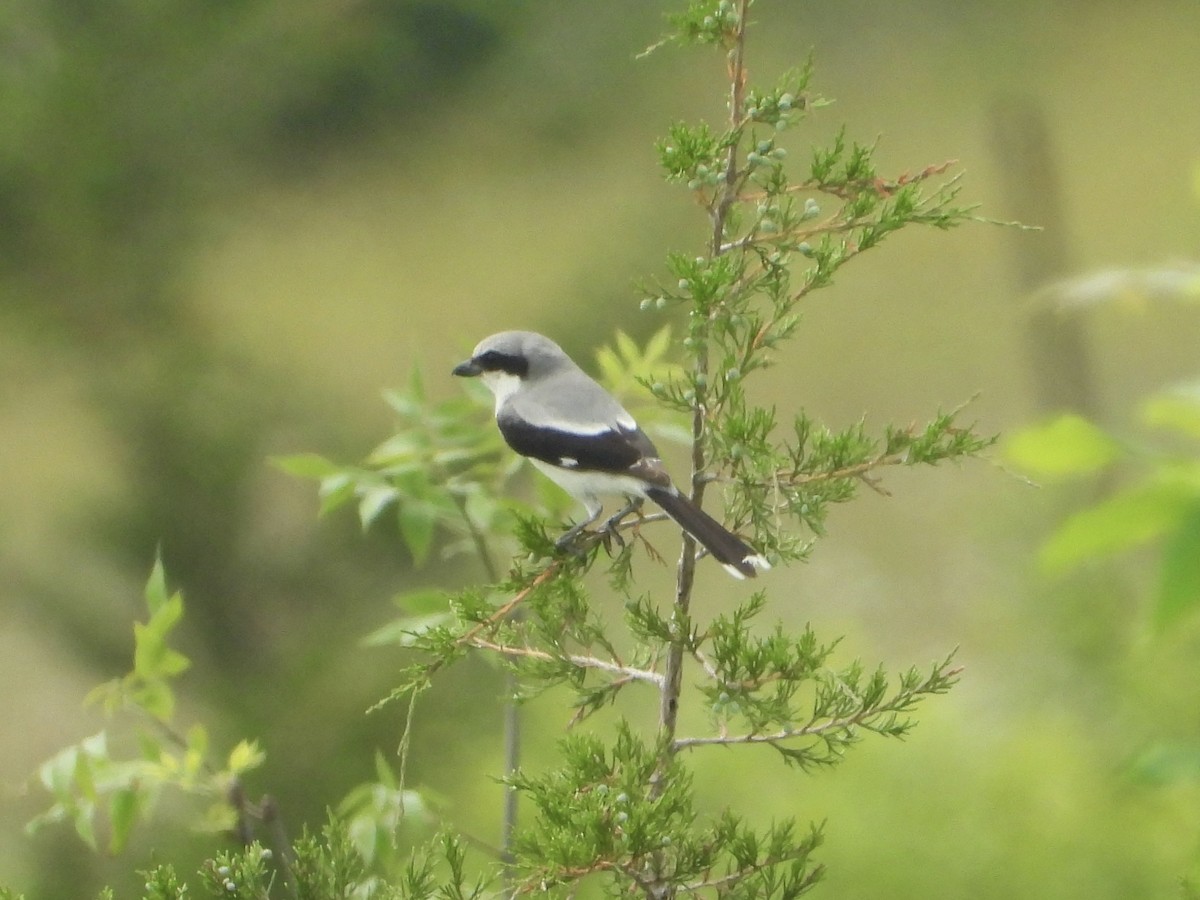 Loggerhead Shrike - ML620644234