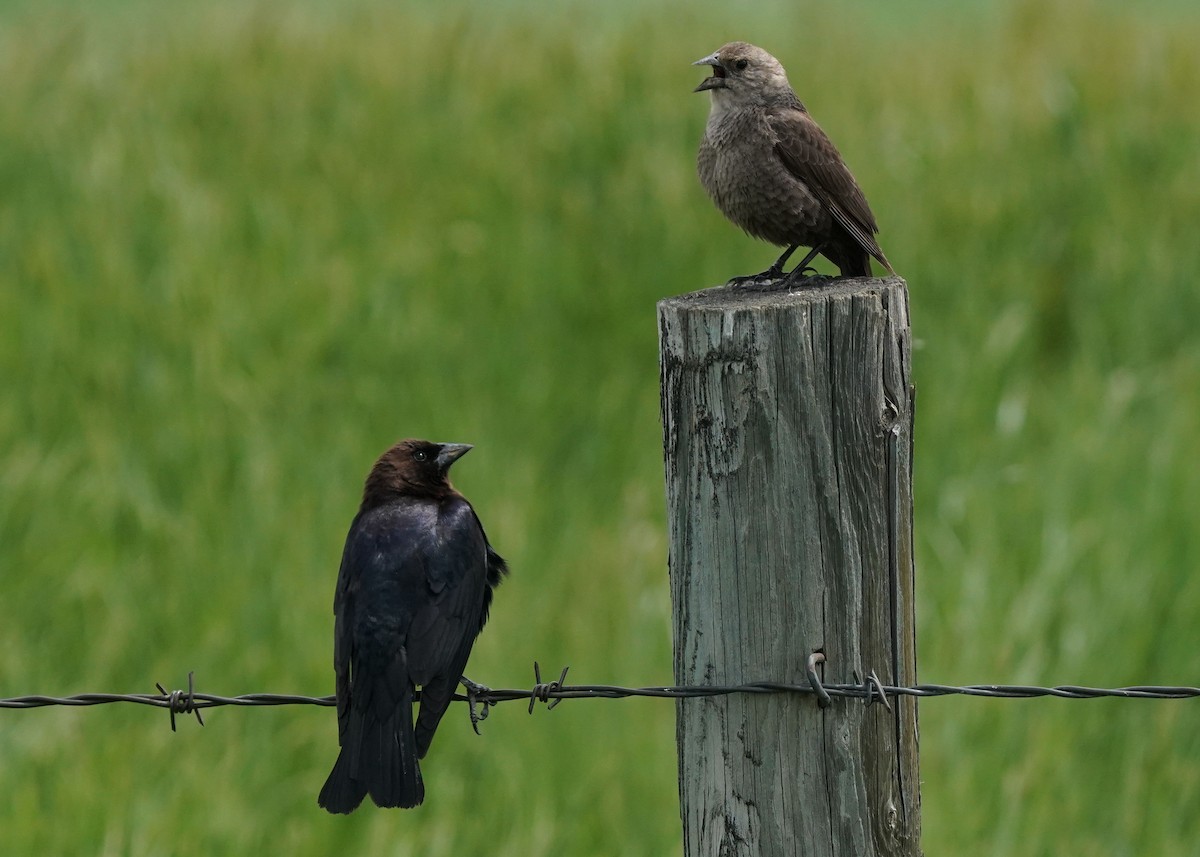 Brown-headed Cowbird - ML620644237