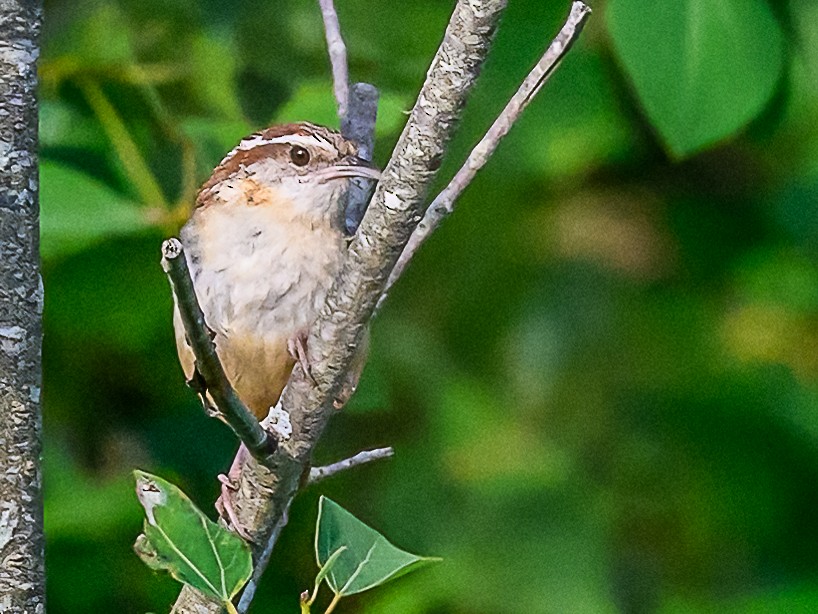 Carolina Wren - ML620644238