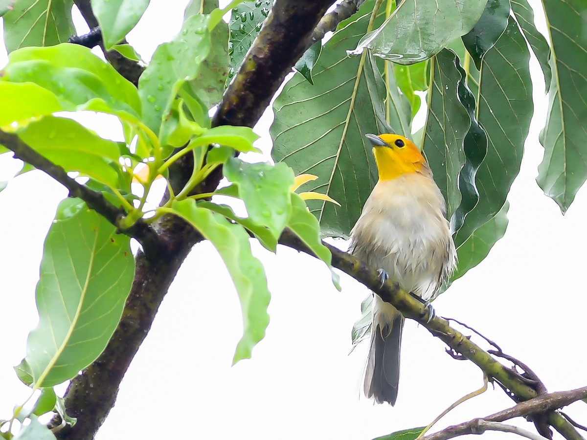 Orange-headed Tanager - ML620644239