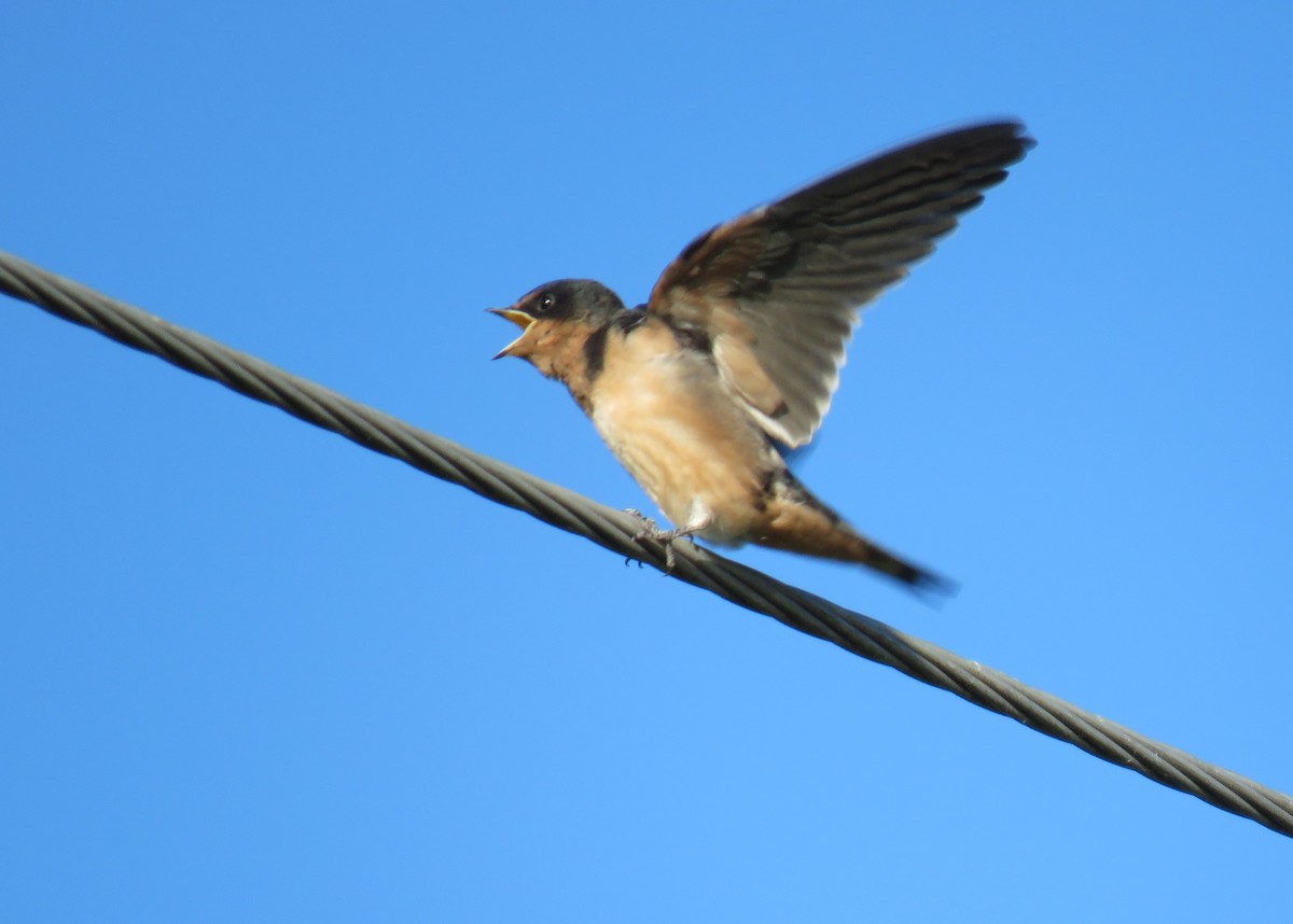 Golondrina Común - ML620644241