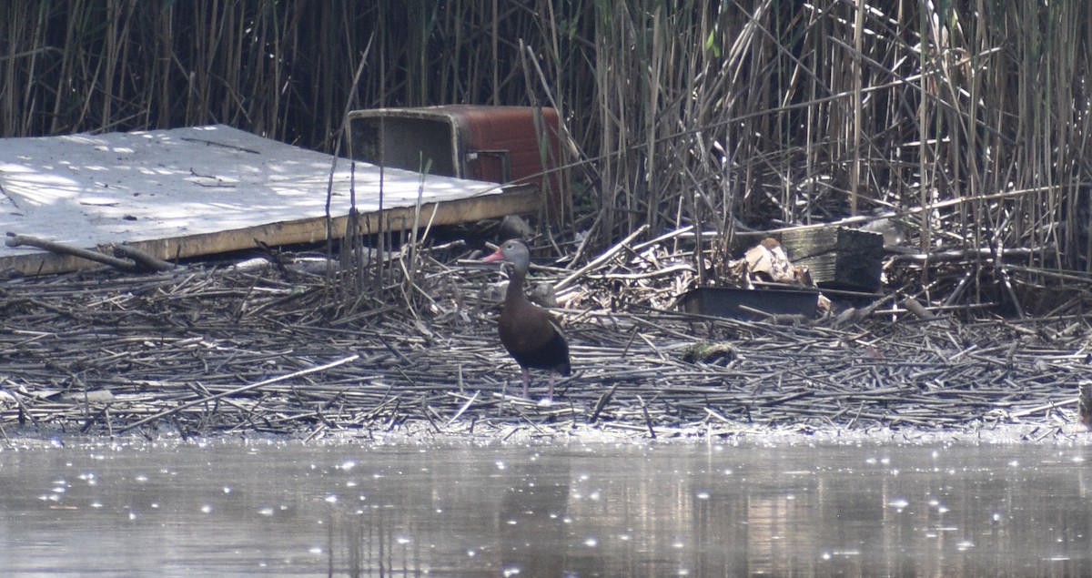 Dendrocygne à ventre noir - ML620644243