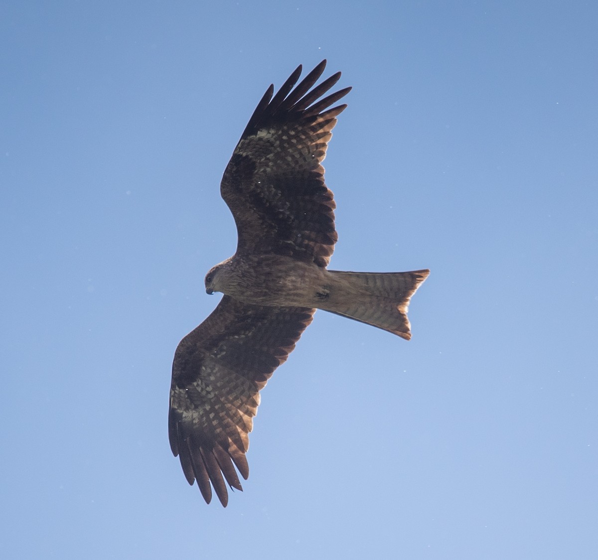 Black Kite (Black-eared) - ML620644244