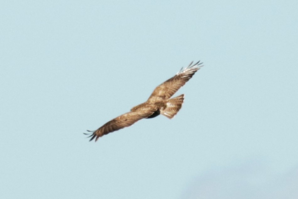 Common Buzzard - Jan Roedolf