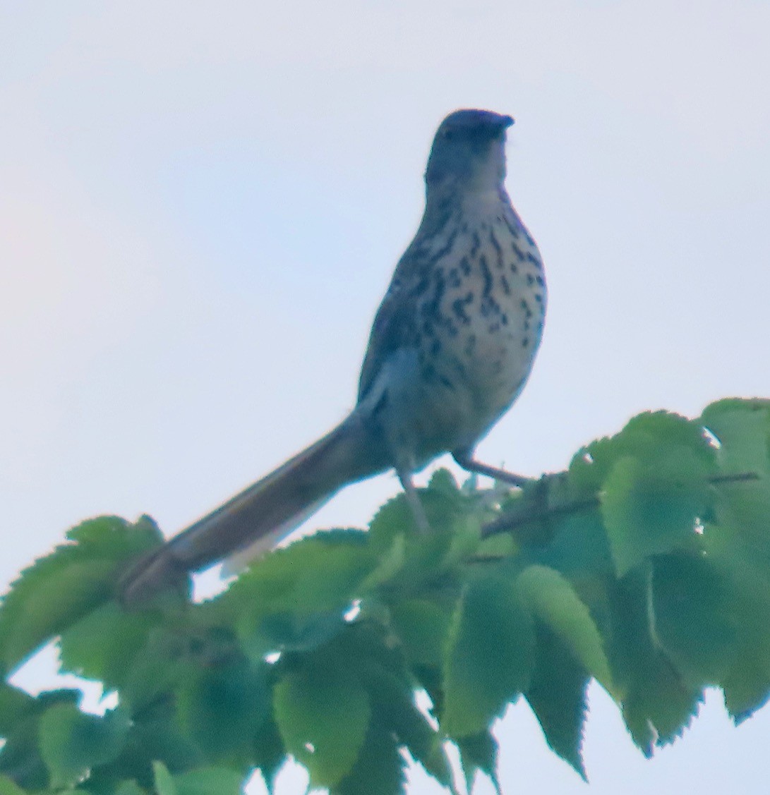 Brown Thrasher - ML620644246