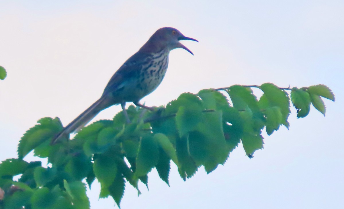 Brown Thrasher - ML620644248