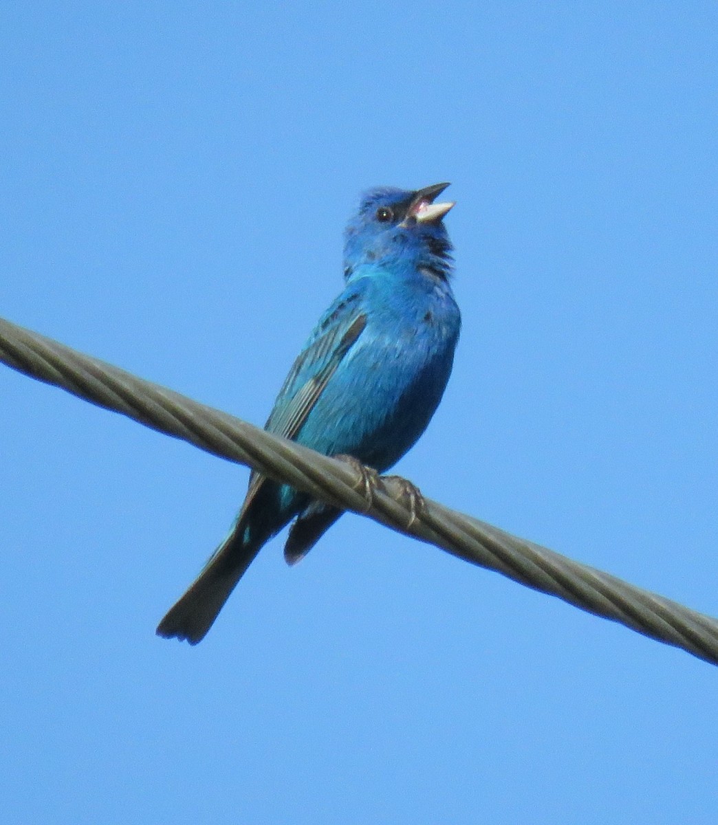 Indigo Bunting - ML620644250