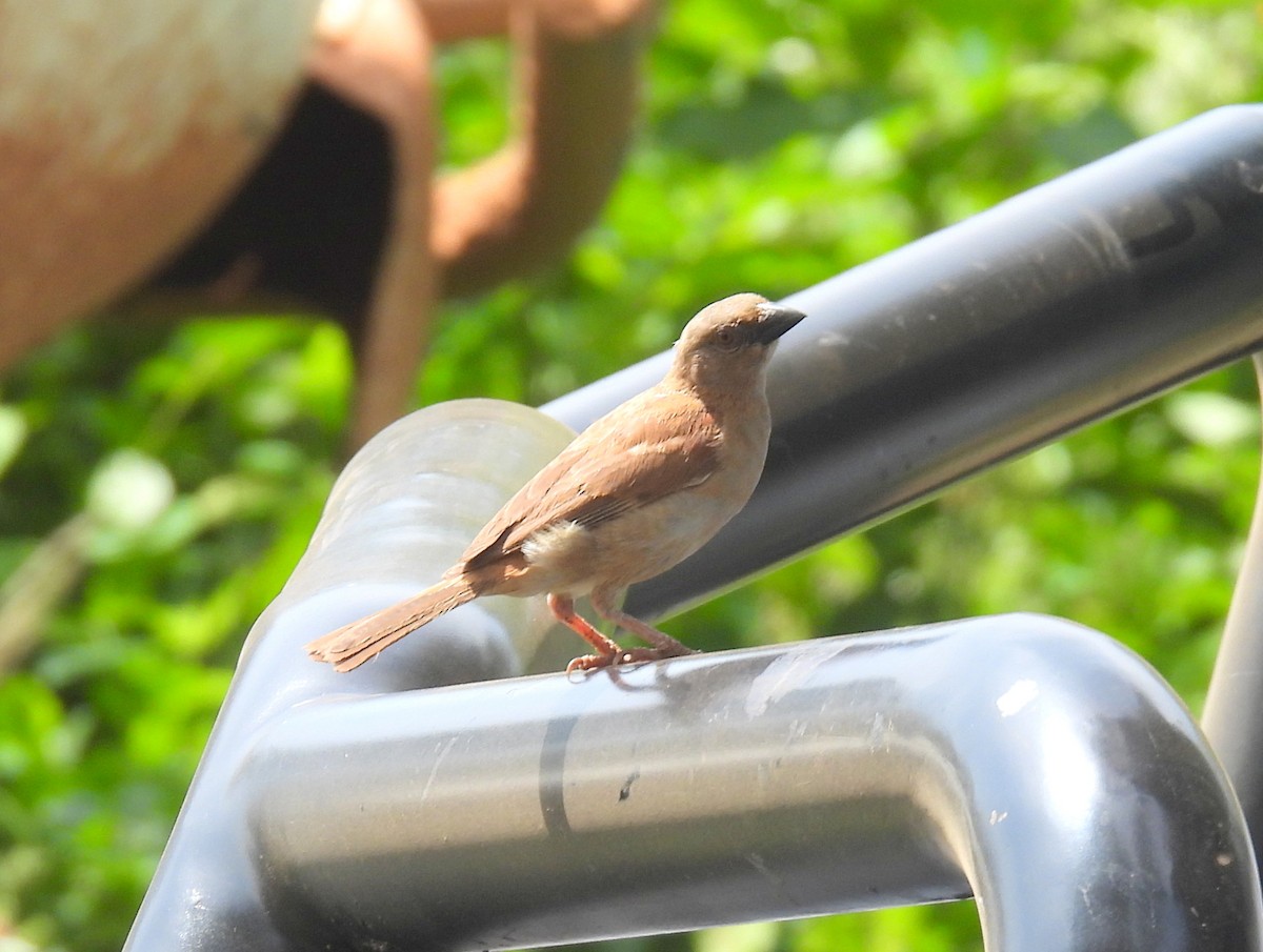 Northern Gray-headed Sparrow - ML620644251