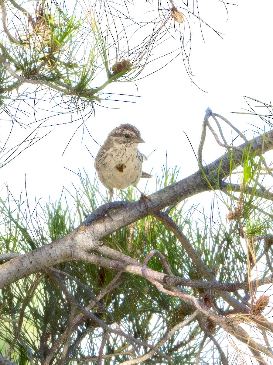 Song Sparrow - ML620644264