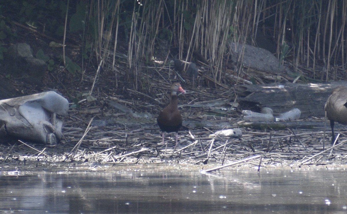 Dendrocygne à ventre noir - ML620644265