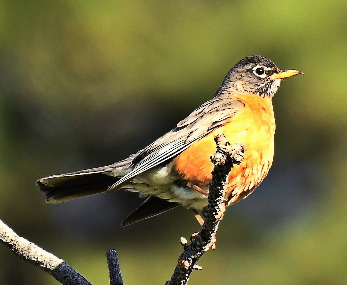 American Robin - ML620644266