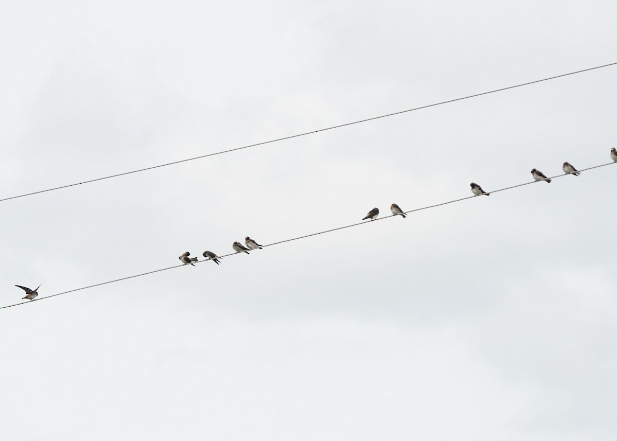 Cliff Swallow - ML620644267