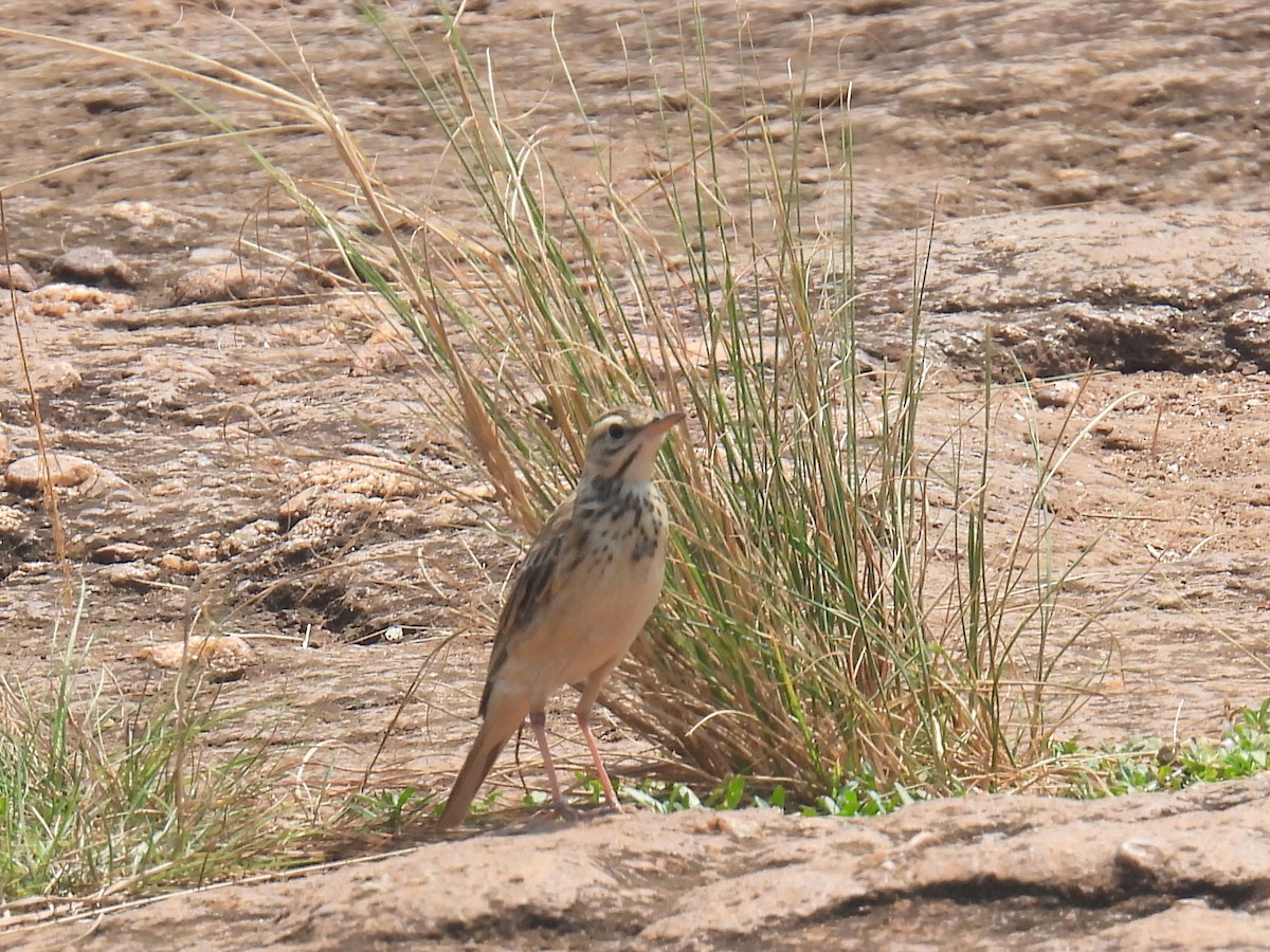 Pipit africain - ML620644269