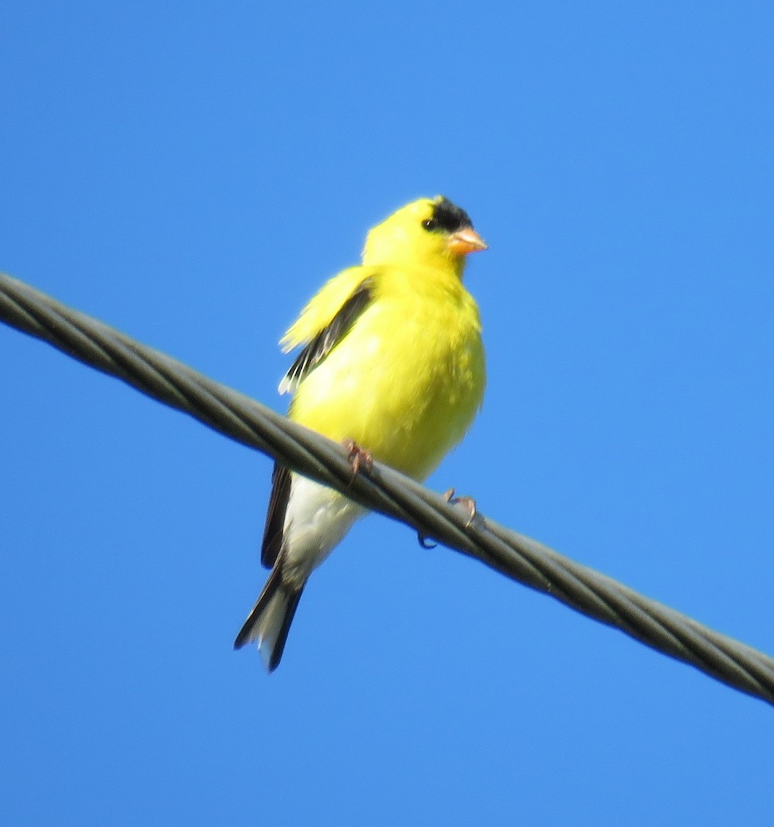 American Goldfinch - ML620644270