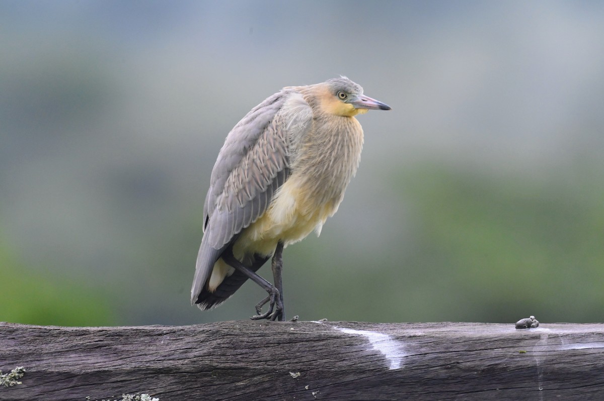 Garza Chiflona - ML620644274