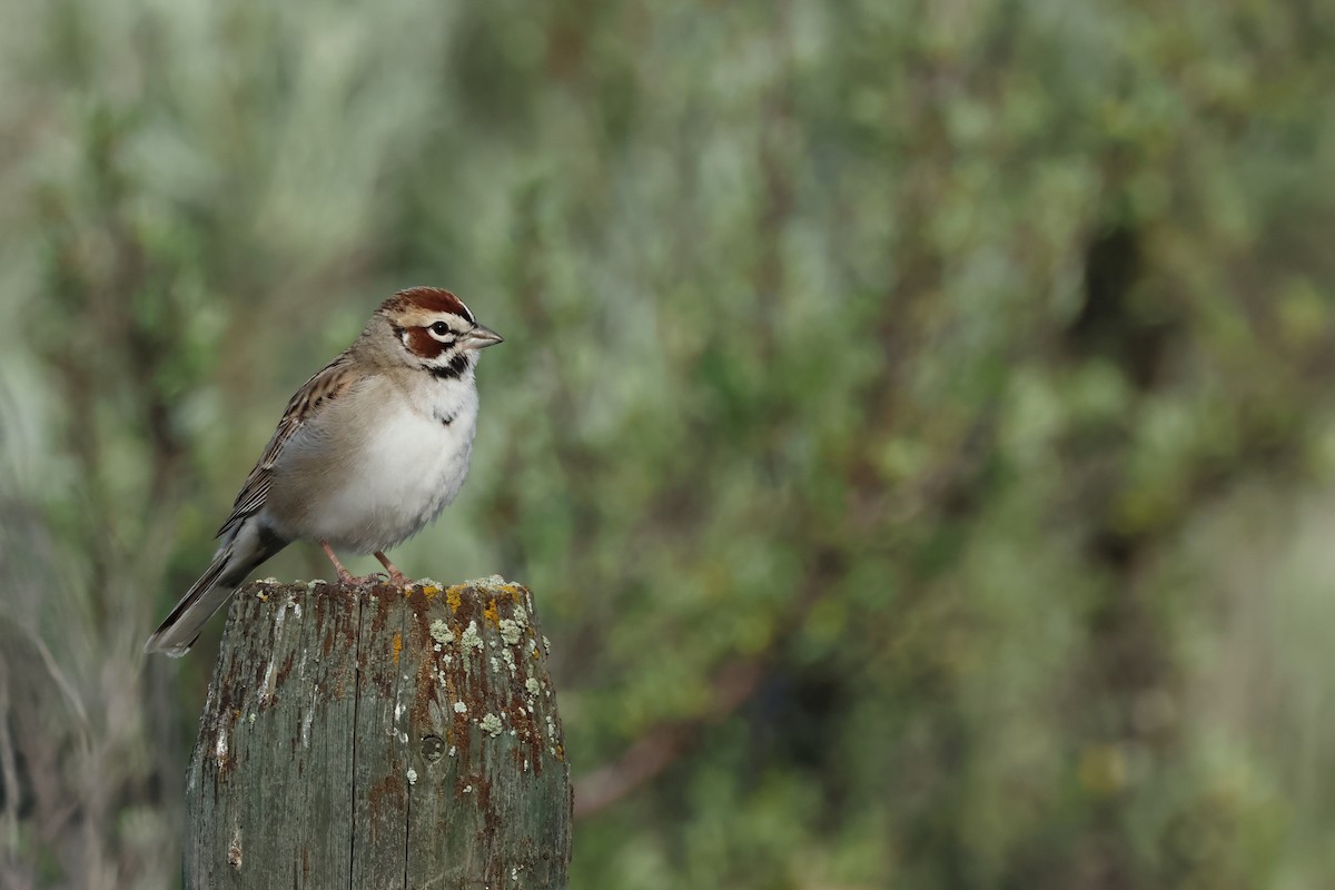 Lark Sparrow - ML620644277