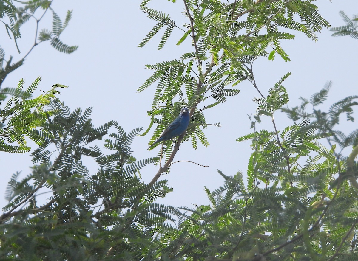 Indigo Bunting - ML620644278