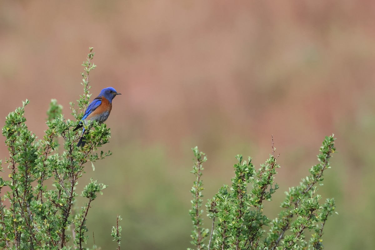 Western Bluebird - ML620644285