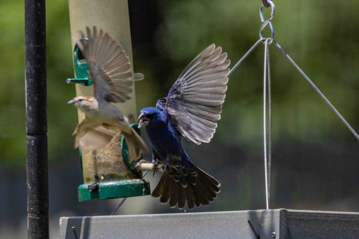 Blue Grosbeak - ML620644297